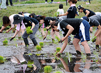 田植え